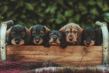 pups samen 500.jpg